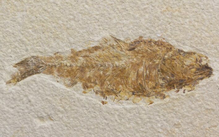Bargain Knightia Fossil Fish - Wyoming #39684